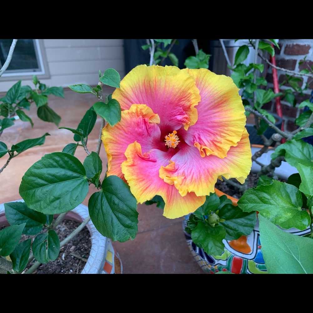 Meet your Posher, Melanie